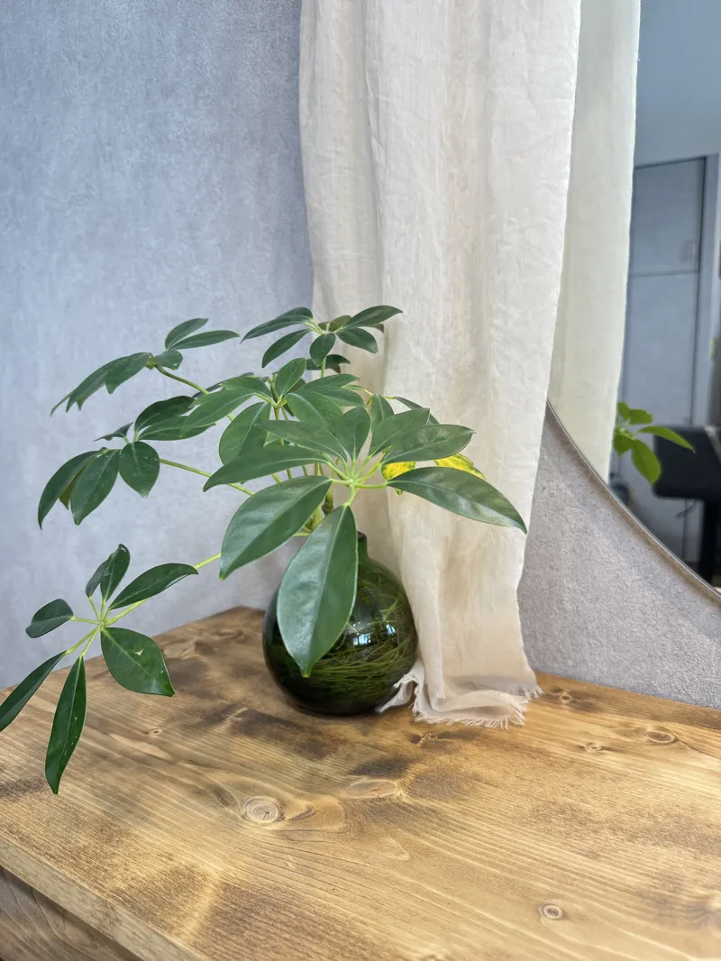 観葉植物とリネン